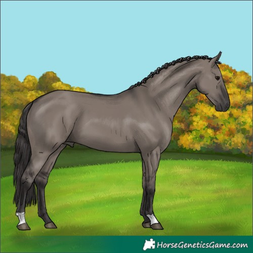 Horse Color:Smoky Grullo 