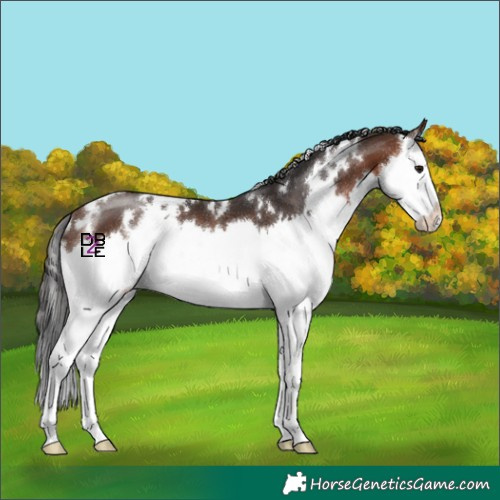 Horse Color:White Spotted Brown Splash 