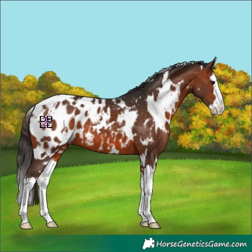 Horse Color:White Spotted Brown Splash Appaloosa 