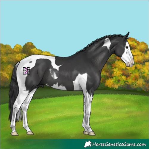 Horse Color:Black Splash Tobiano 