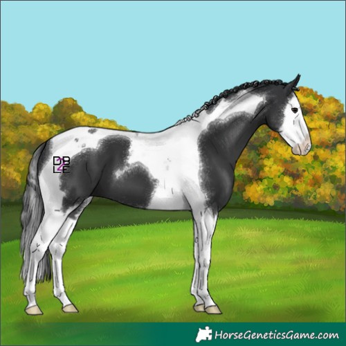 Horse Color:Black Splash Tobiano 