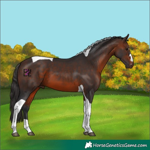 Horse Color:Brown Tobiano 