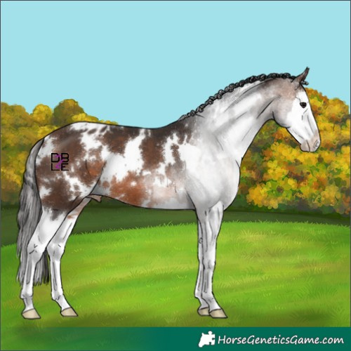 Horse Color:White Spotted Brown Splash Appaloosa 