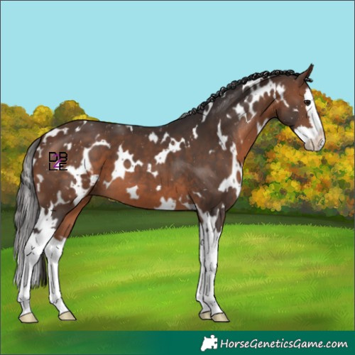 Horse Color:White Spotted Brown Splash 