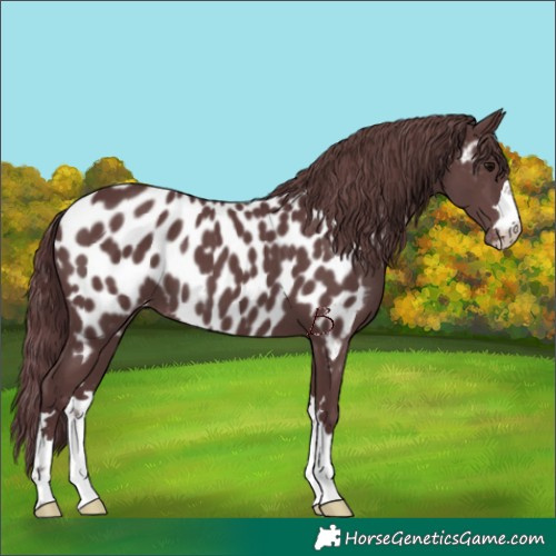 Horse Color:Chocolate Black Appaloosa 