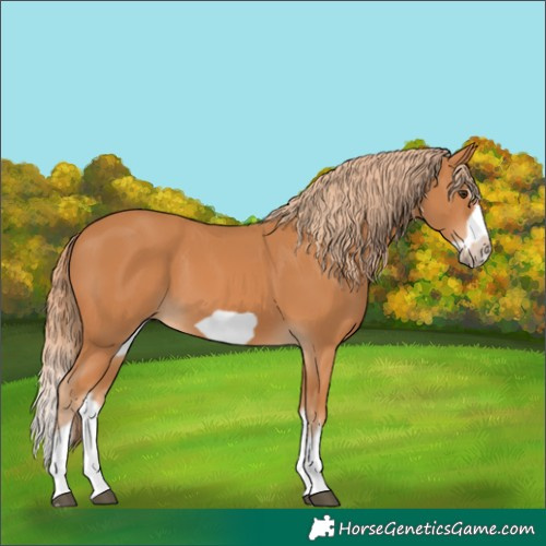 Horse Color:Chestnut Splash Frame 