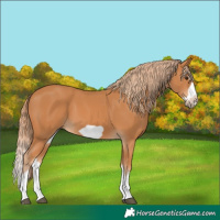 Horse Color:Chestnut Splash Frame 