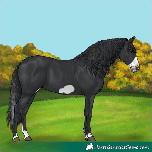Horse Color:Black Splash Frame 