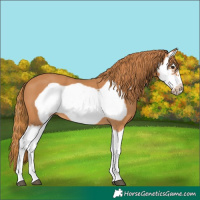 Horse Color:Chestnut Splash Frame