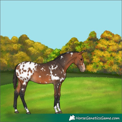 Horse Color:White Spotted Bay Appaloosa 