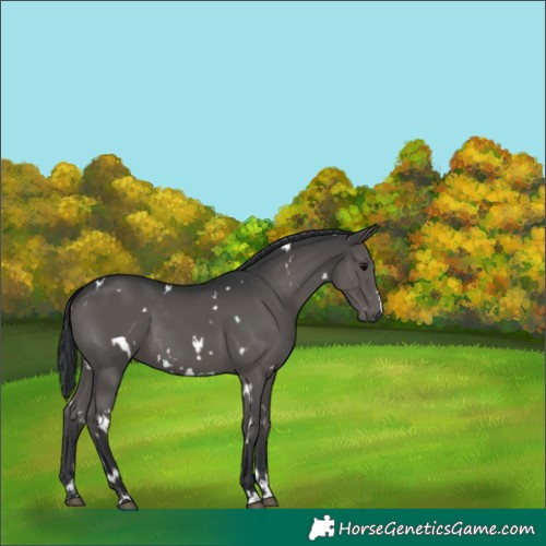 Horse Color:White Spotted Black