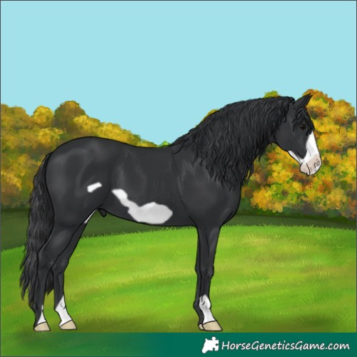 Horse Color:Black Frame
