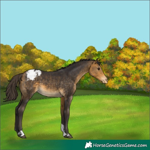 Horse Color:Buckskin Tobiano Appaloosa Rabicano