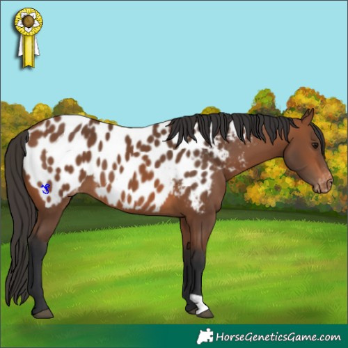 Horse Color:Bay Appaloosa