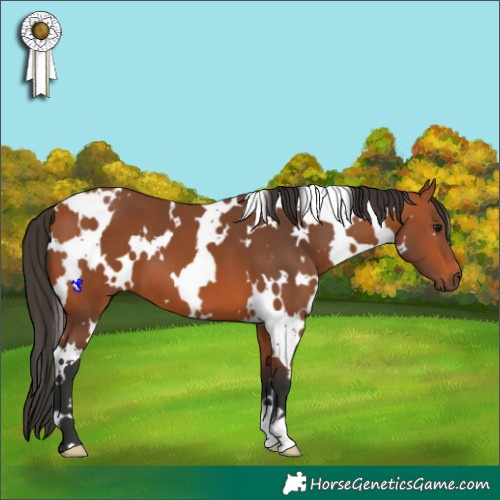 Horse Color:White Spotted Bay
