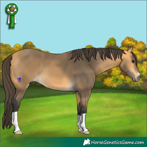 Horse Color:Buckskin