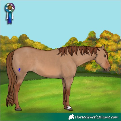 Horse Color:Red Dun