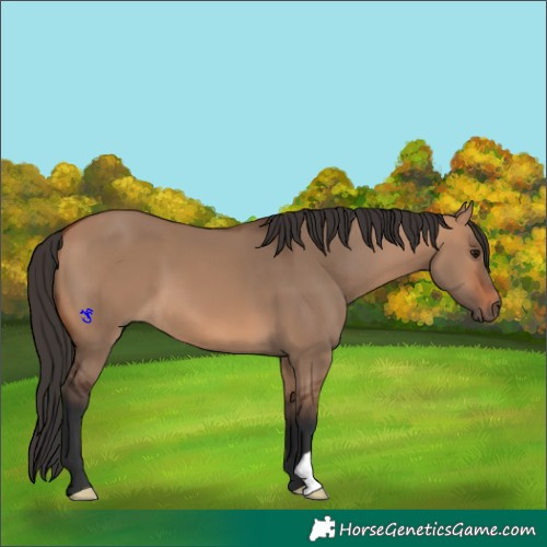 Horse Color:Bay Dun 