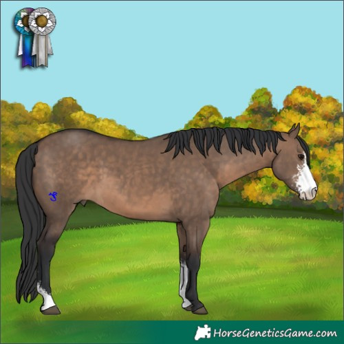 Horse Color:Brown Dun Sabino 
