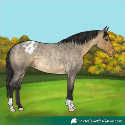 Horse Color:Buckskin Roan Dun Varnish Rabicano