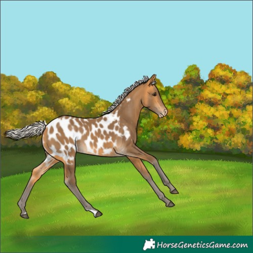 Horse Color:Silver Buckskin Appaloosa