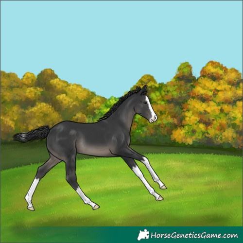 Horse Color:Black Splash 