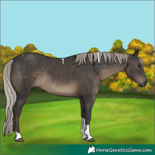 Horse Color:Gray Silver Black Tobiano 