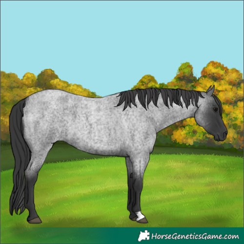 Horse Color:Blue Roan