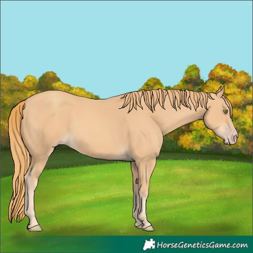 Horse Color:Gold Champagne 