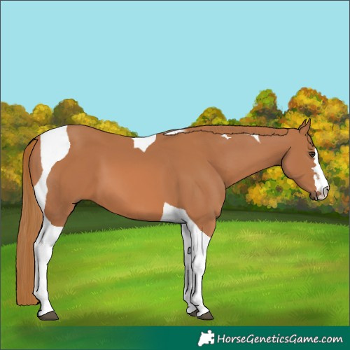 Horse Color:Chestnut Tobiano 