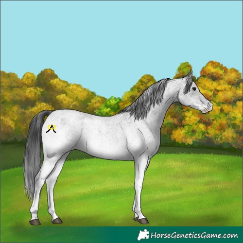 Horse Color:White Spotted Blue Roan Rabicano  and White Spotted Blue Roan Rabicano 