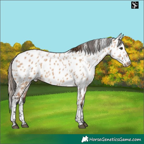 Horse Color:Bay Dun Skewed LP Spotted 