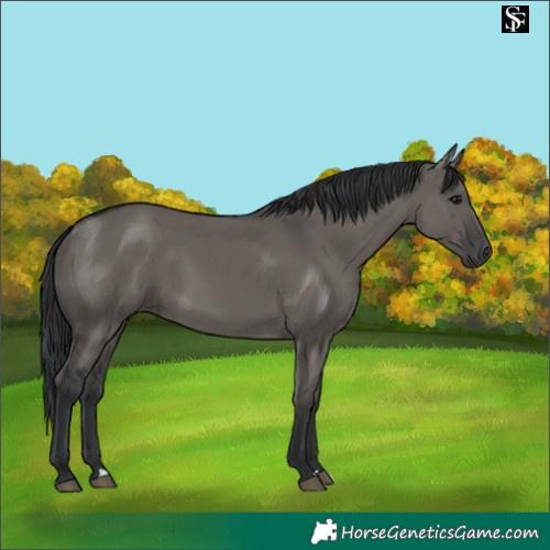 Horse Color:Grullo 