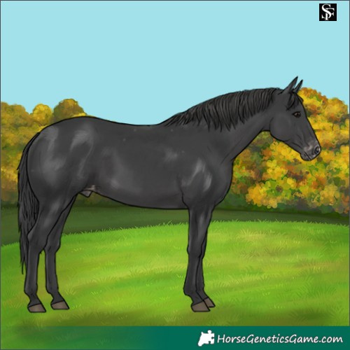 Horse Color:Black Skewed LP Spotted 