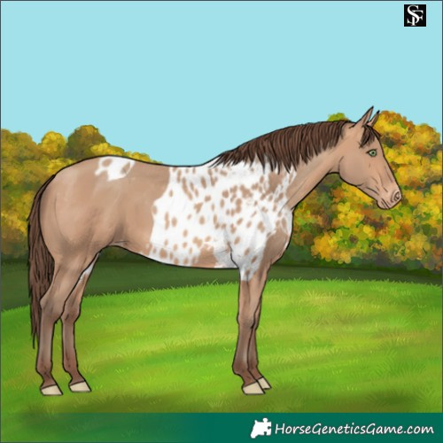 Horse Color:Amber Champagne Skewed Appaloosa 