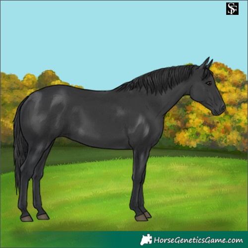 Horse Color:Black 