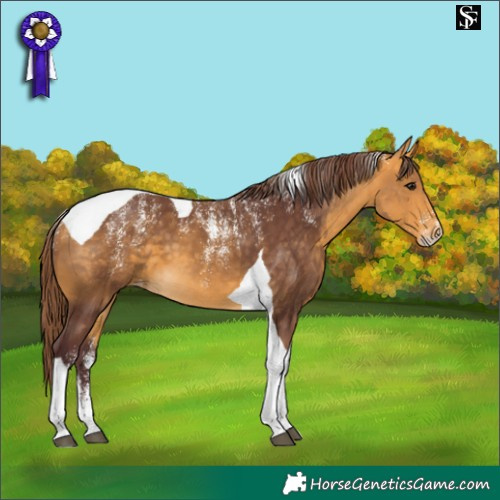 Horse Color:Powder White Chocolate Buckskin Tobiano Skewed LP Spotted