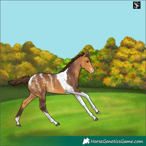 Horse Color:Powder White Chocolate Buckskin Tobiano Skewed Appaloosa 