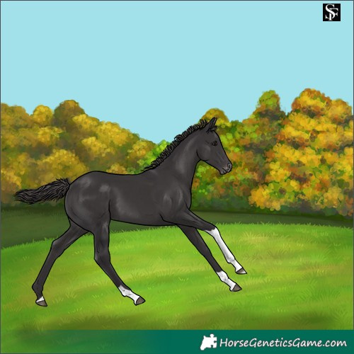 Horse Color:Platinum Smoky Black Tobiano Skewed Appaloosa