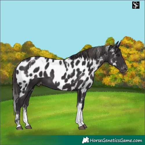 Horse Color:Powder White Smoky Black Tobiano Skewed LP Spotted 