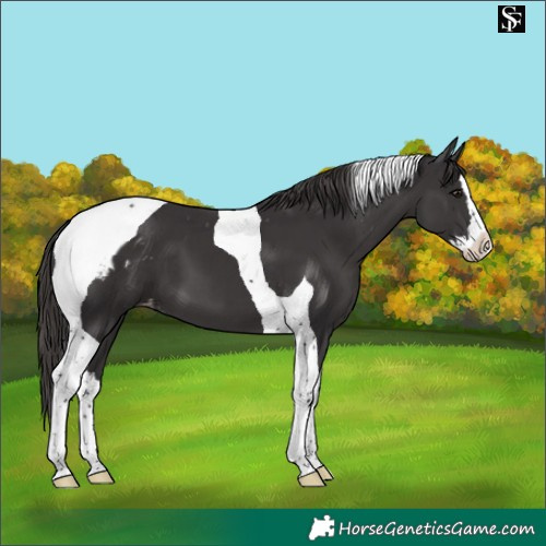 Horse Color:Smoky Black Splash Tobiano Skewed LP Spotted
