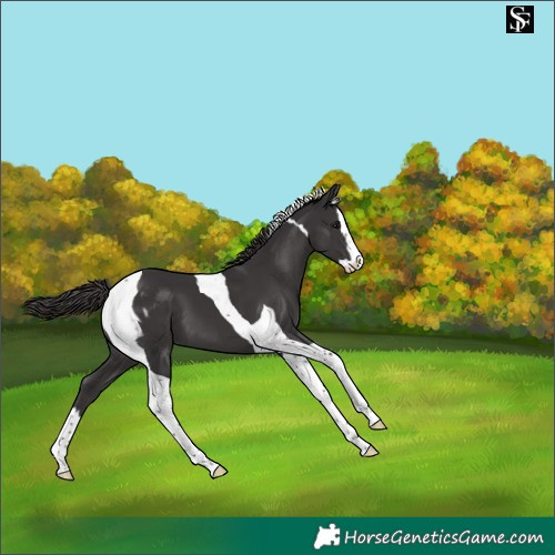 Horse Color:Smoky Black Splash Tobiano Skewed Appaloosa
