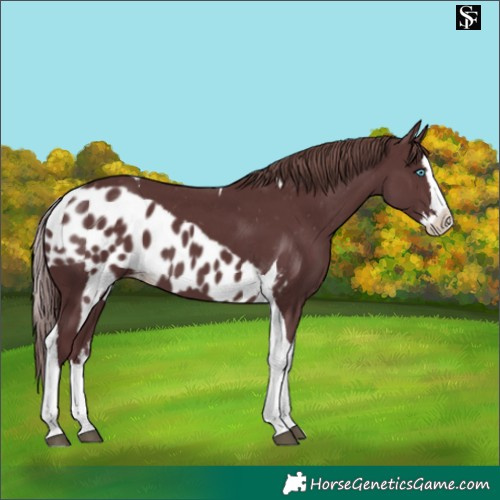 Horse Color:Chocolate Smoky Black Splash Tobiano Skewed Appaloosa