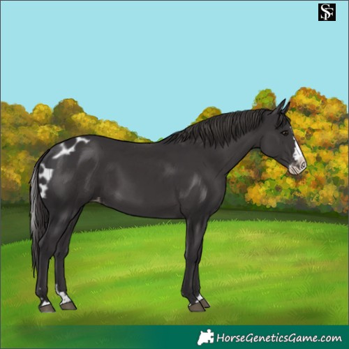 Horse Color:Smoky Black Splash Skewed Appaloosa 