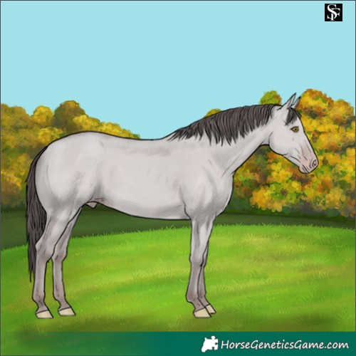 Horse Color:Platinum Classic Champagne Dun