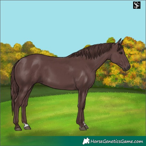 Horse Color:Platinum Chocolate Black 