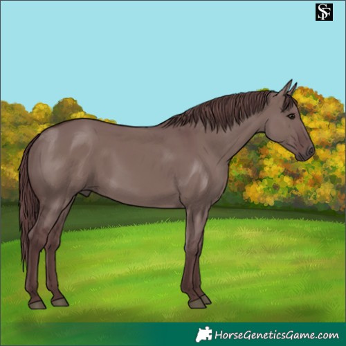 Horse Color:Platinum Chocolate Grullo
