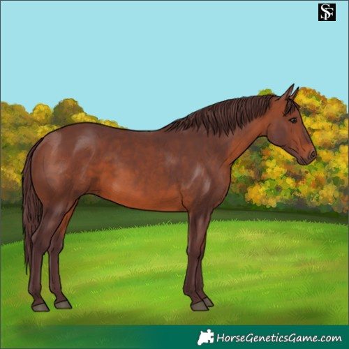 Horse Color:Chocolate Brown