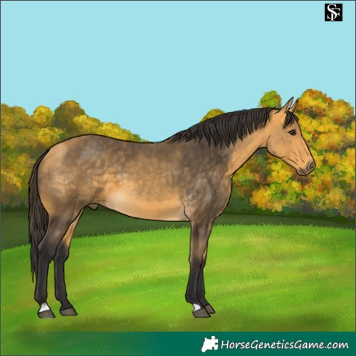 Horse Color:Buckskin
