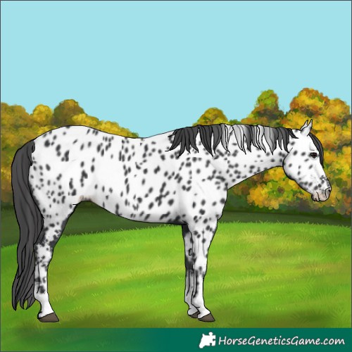 Horse Color:Black Appaloosa